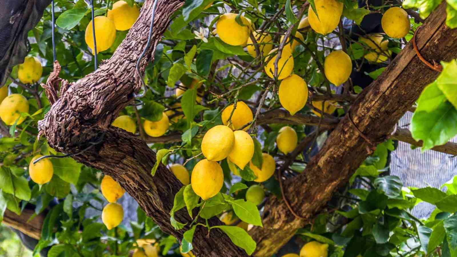 زراعة الليمون: متى يزرع ومتى يثمر؟