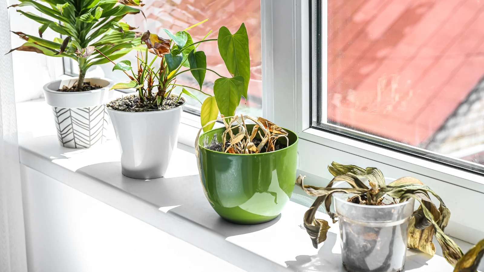 علاج ذبول النباتات المنزلية