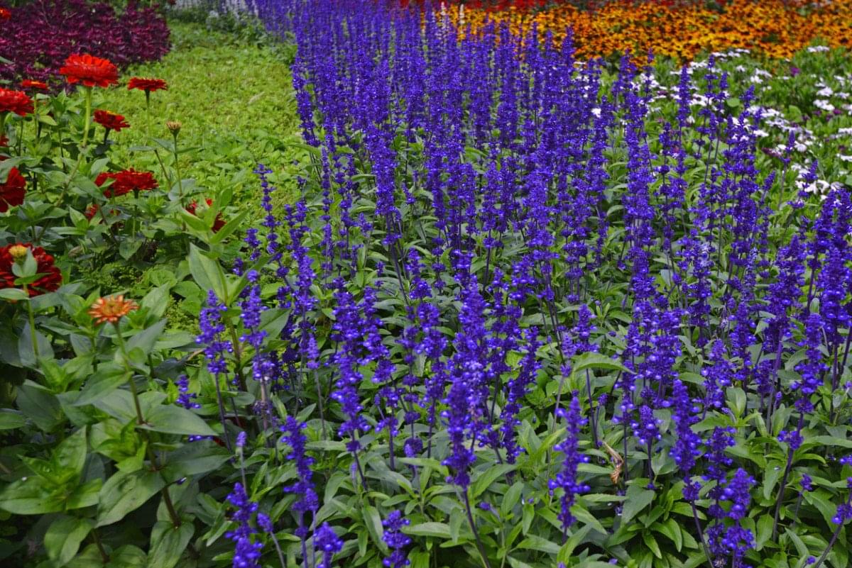 ما هي النباتات الحولية؟ دليل مفصل