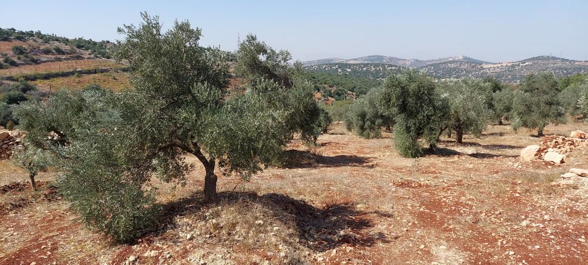 تعرف على أفضل أوقات زراعة أشجار الزيتون في الأردن