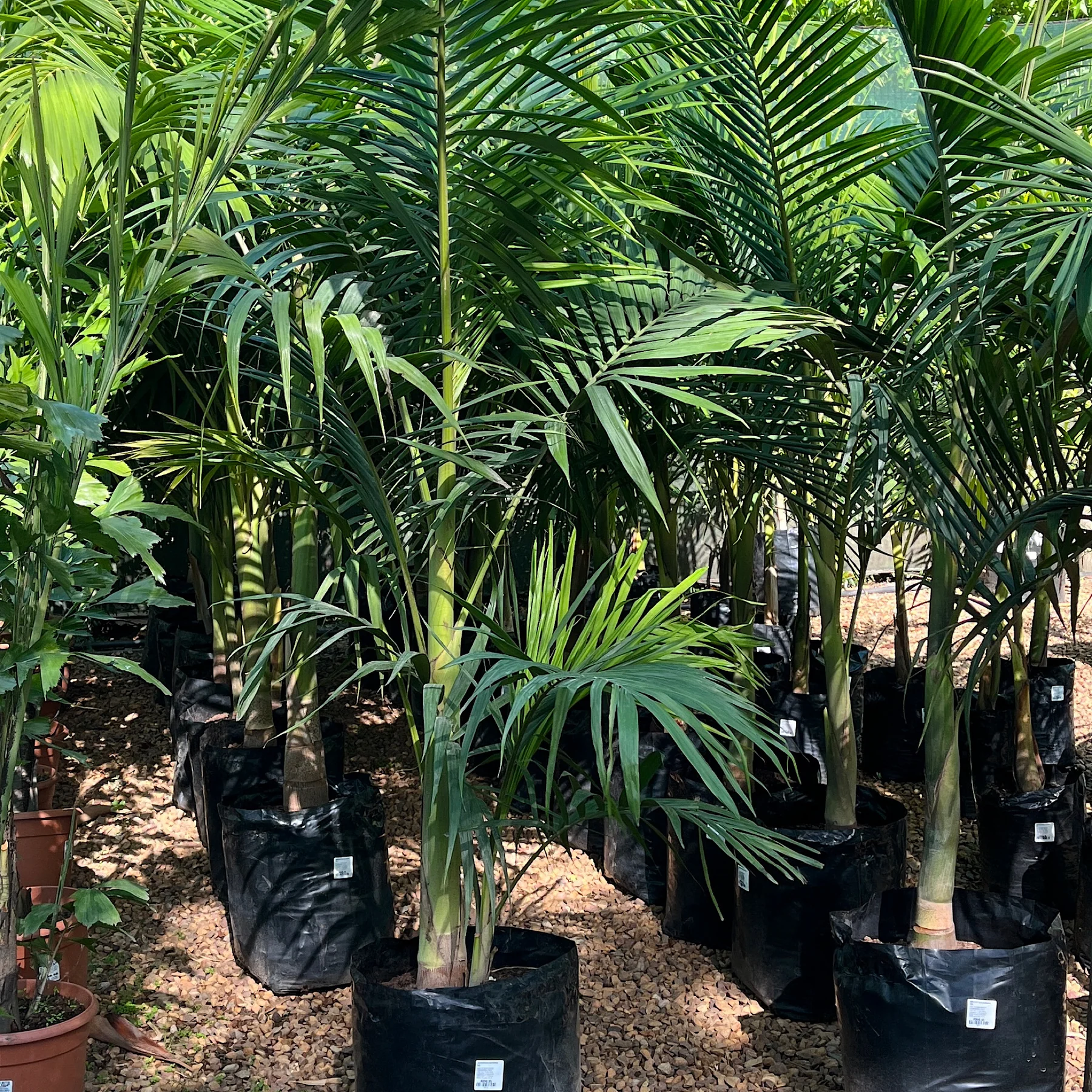 ماذا تعرف عن نخيل سيفورثيا؟ اكتشف أسراره