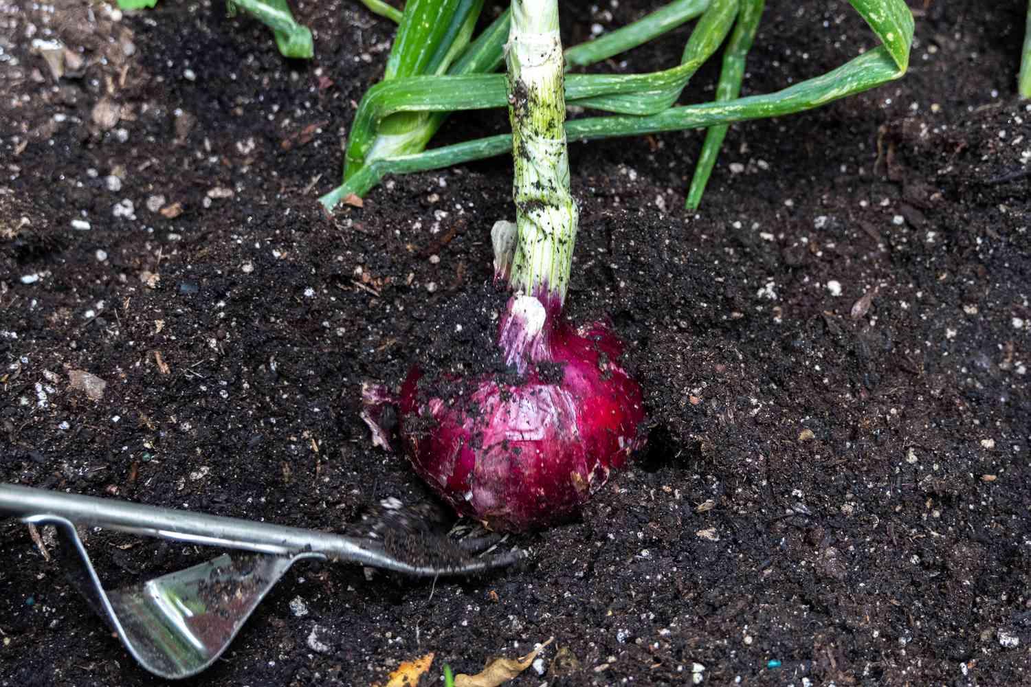 أفضل أوقات زراعة البصل الأحمر: دليل عملي للمزارعين