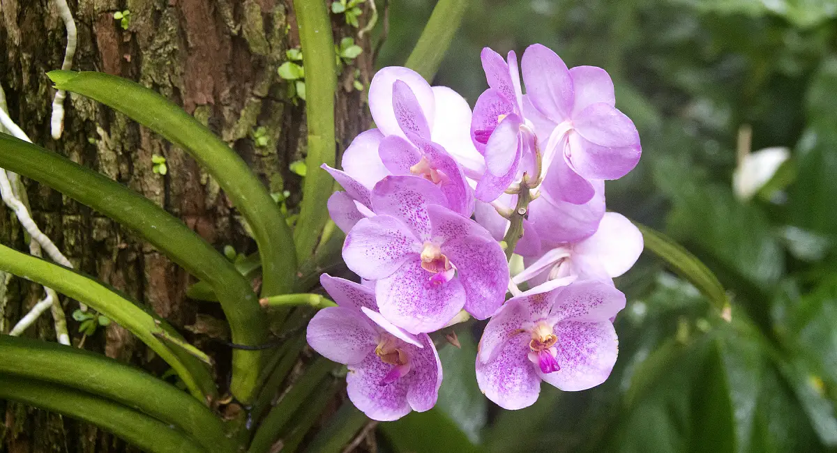 تعرف على خصائص الأوركيد البنفسجية وكيفية زراعتها