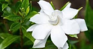 تعرف على أنواع الجاردينيا المميزة وكيفية تمييزها عن غيرها