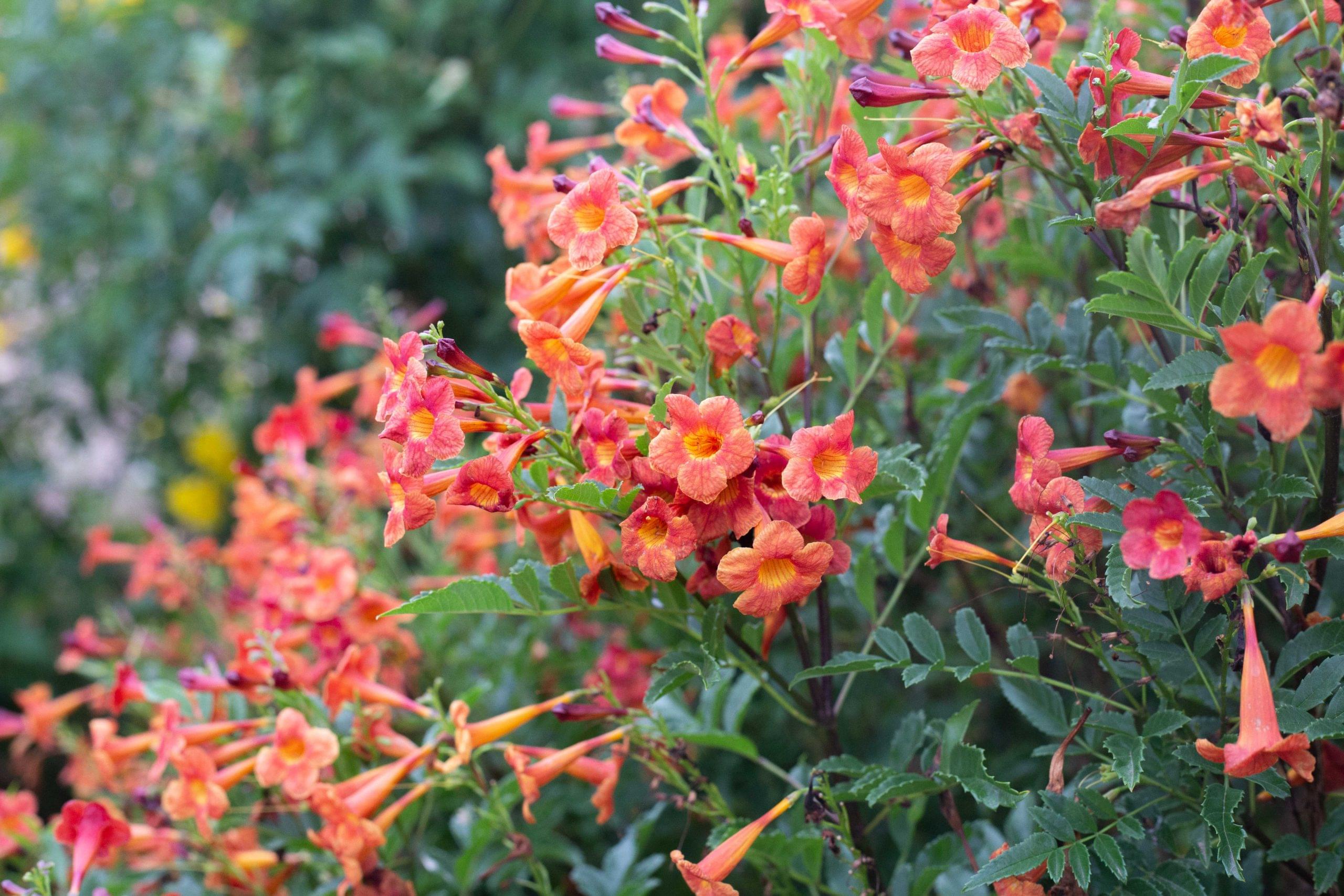 تعرف على شجرة التيكوما الحمراء: خصائصها وكيفية العناية بها