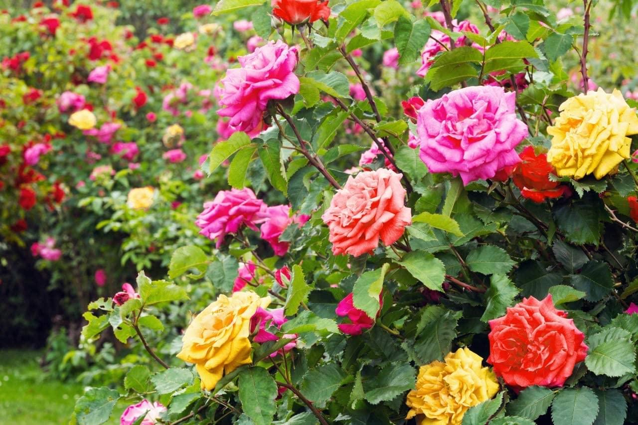 اكتشف أشهر أنواع الورد حول العالم