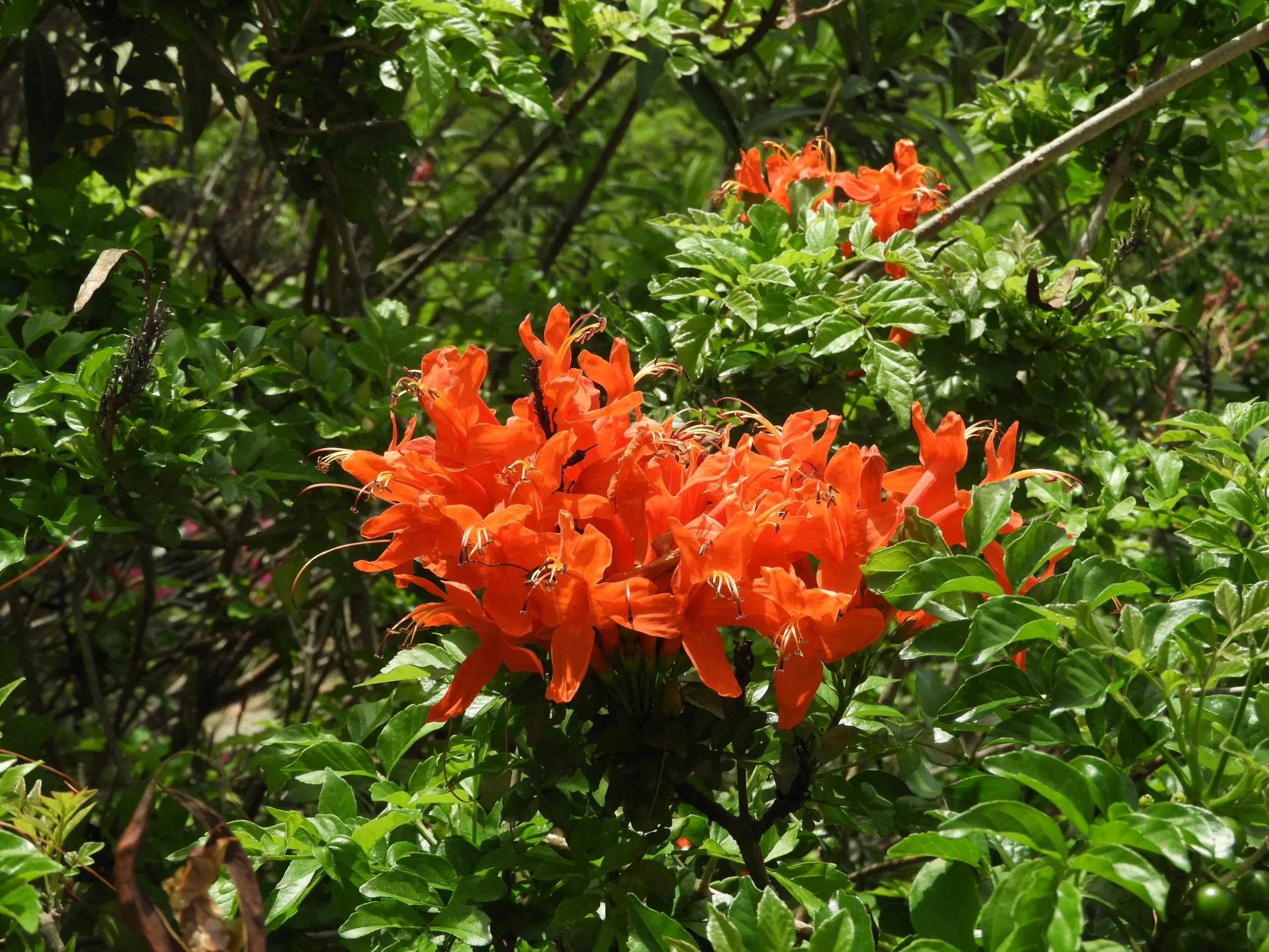 زهرة تيكوماريا: معلومات مفيدة عن هذه الزهرة الجميلة