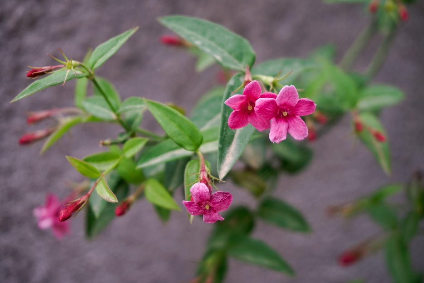 كل ما تود معرفته عن نبات الياسمين الأحمر المتسلق: معلومات مفيدة