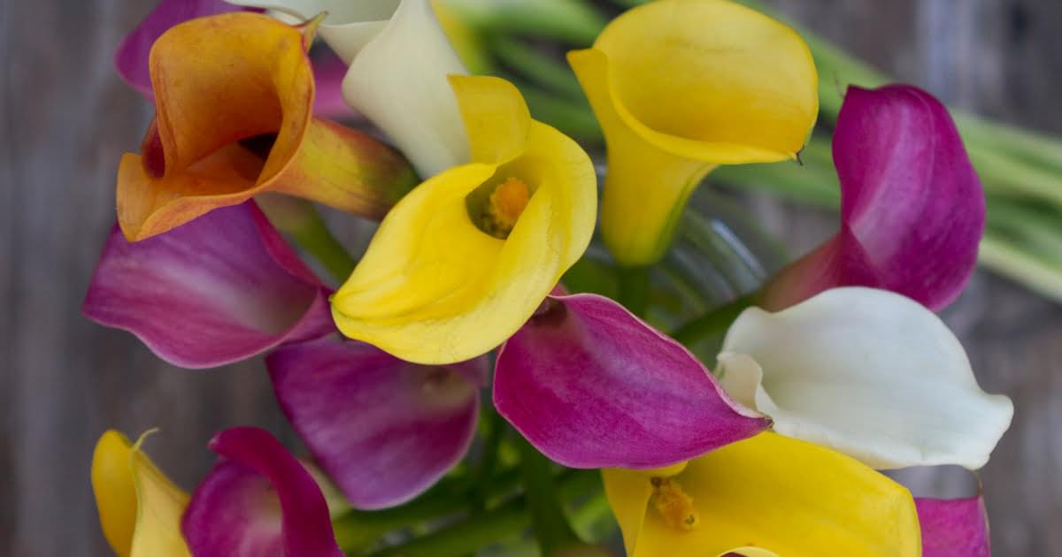 ما هو زنبق الكالا؟ معلومات وحقائق قد لا تعرفها