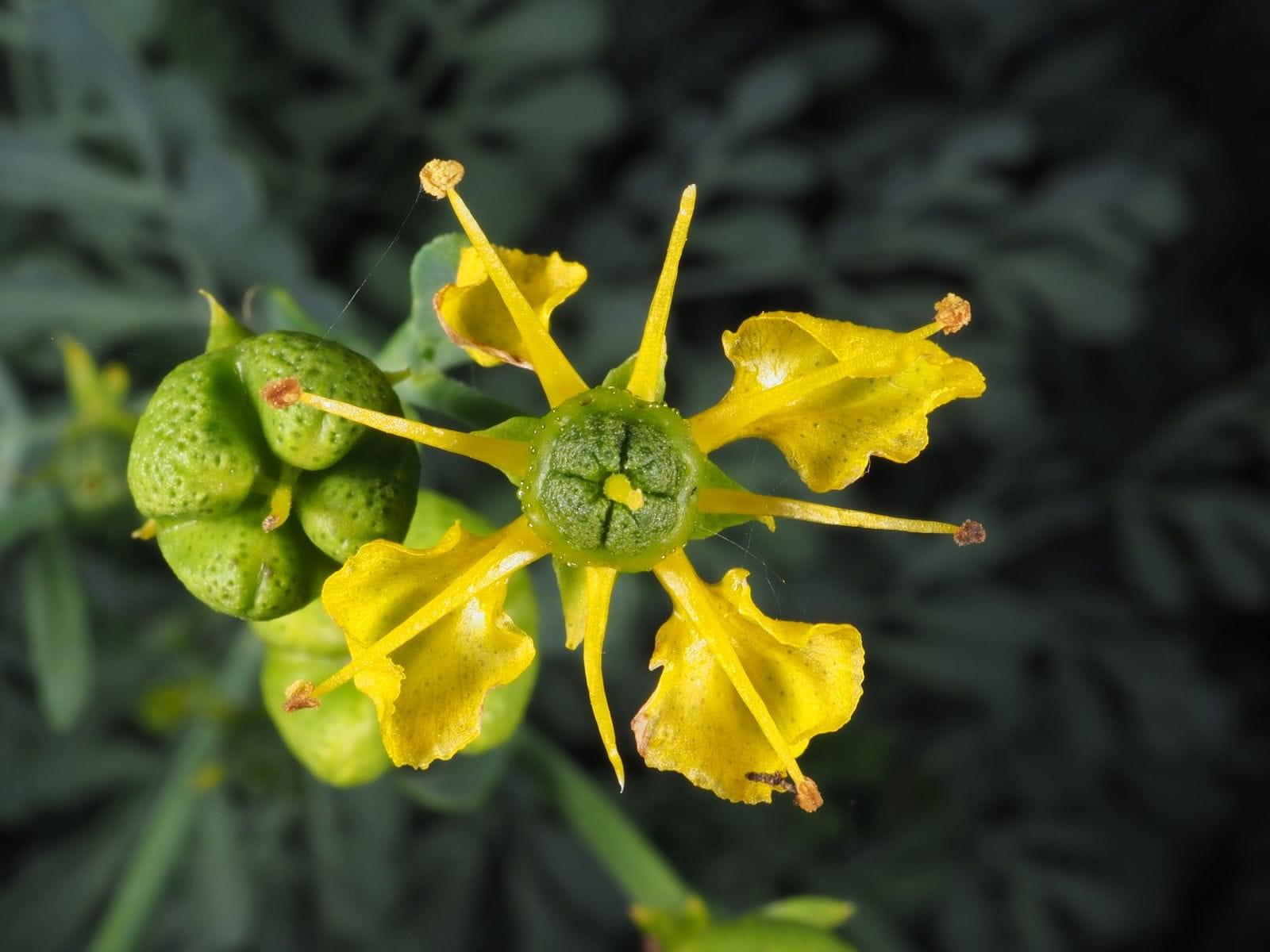 دليل شامل عن نبتة الفيجن: إليك أهم المعلومات المفيدة