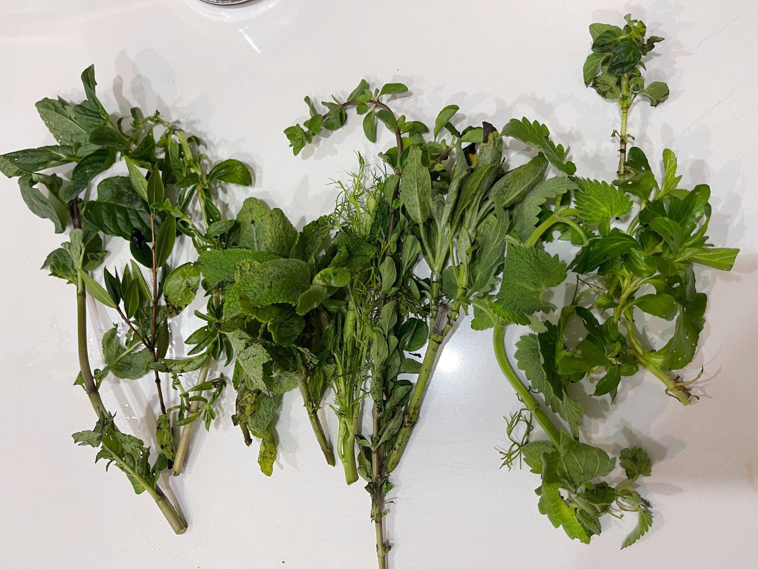 اكتشف أنواع الأعشاب المغربية واستخداماتها المختلفة