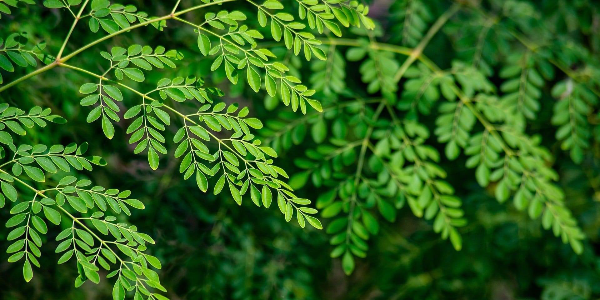 دليلك الكامل لعشبة المورينجا: زراعة، فوائد، خصائص