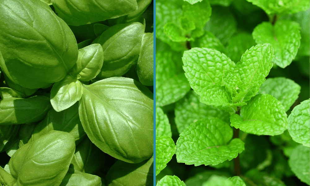 هل تعلم الفرق بين النعناع والحبق؟ إليك التفاصيل