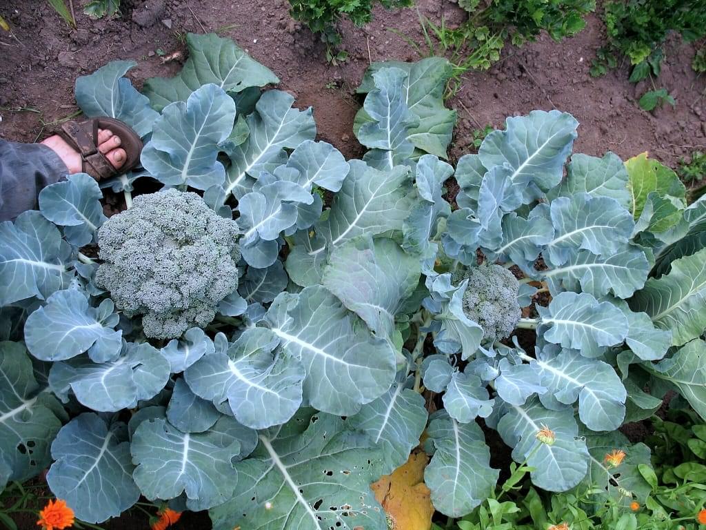 كل ما يجب معرفته عن نبات الكيل: استخداماته والظروف الملائمة لنموه