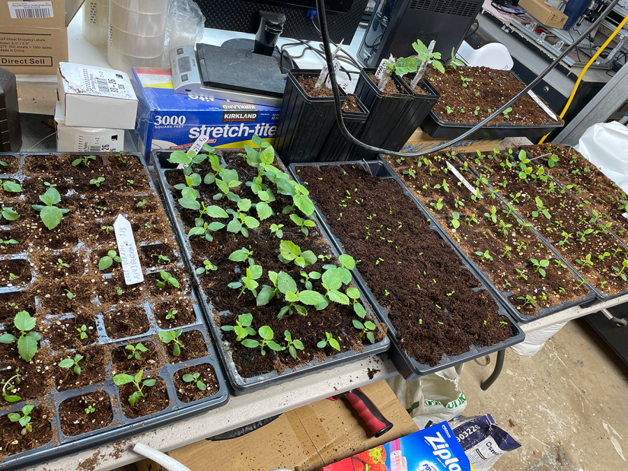 زراعة التين من البذور: دليل المبتدئين