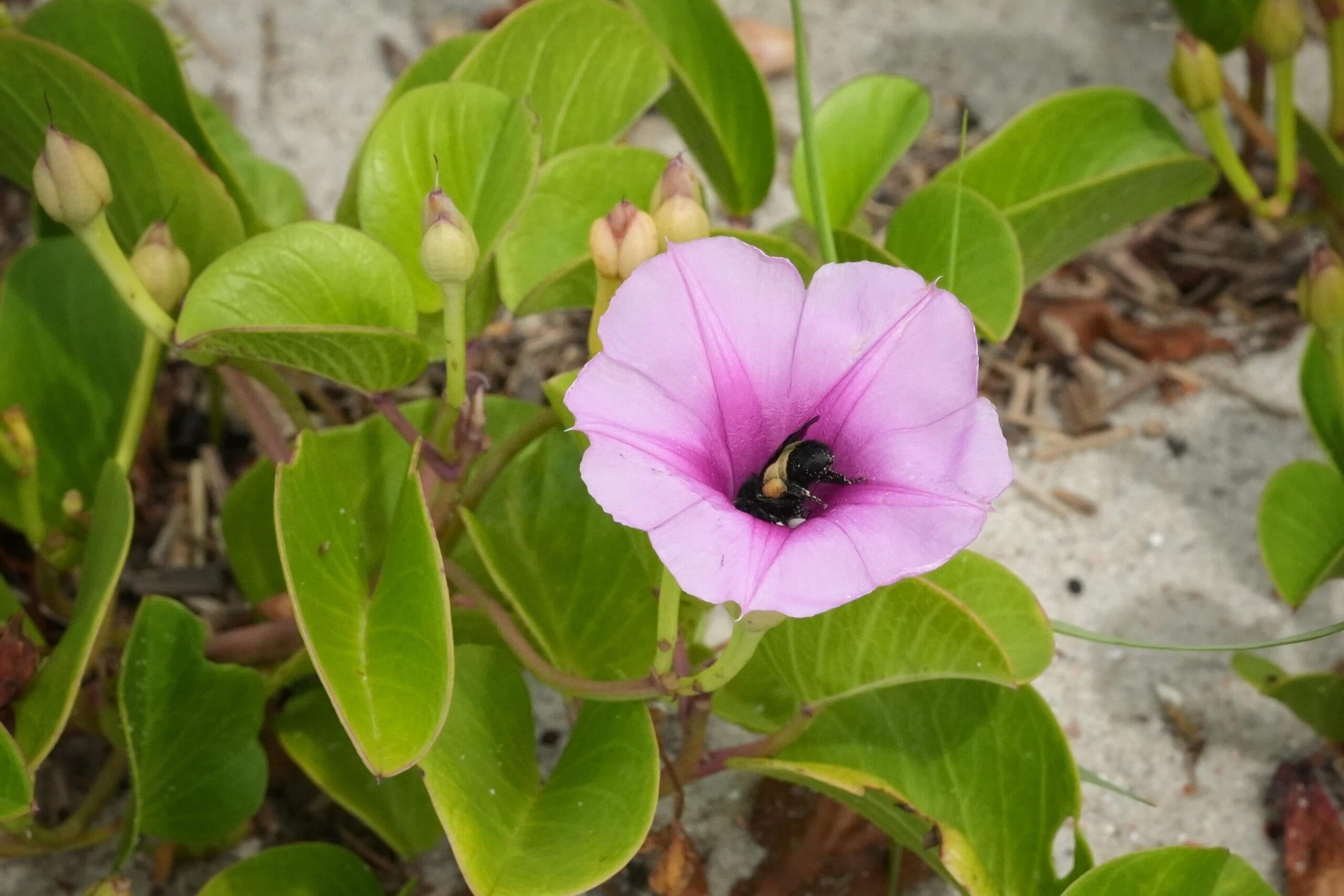نبتة ظلف الماعز: ما هي؟ إليك أبرز المعلومات