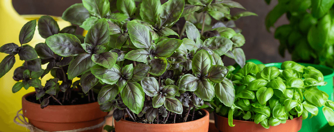 كيفية العناية بنبات الحبق: نصائح وإرشادات هامة