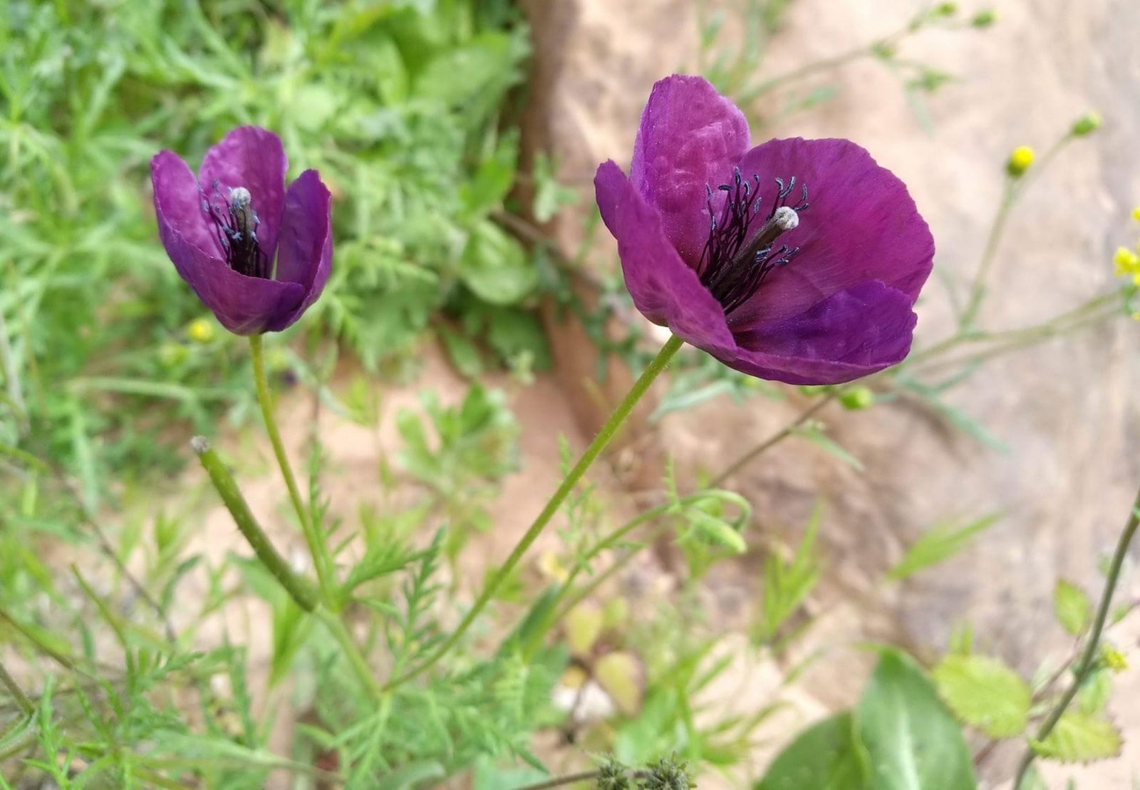 نبات البختري: خصائصه، فوائده، وكيفية العناية به