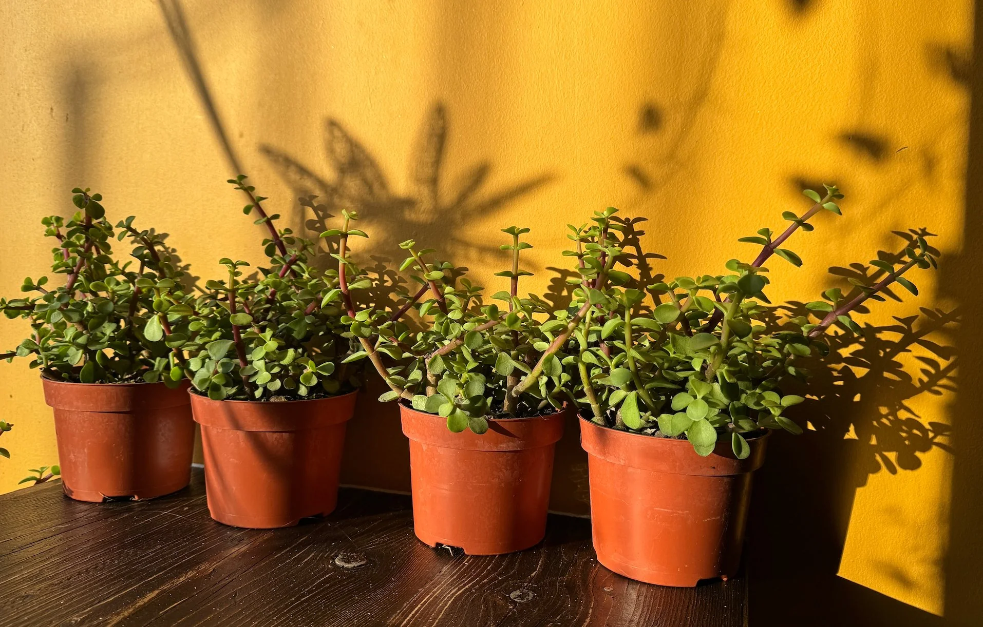 نبات دمعة الطفل: معلومات هامة ونصائح للعناية