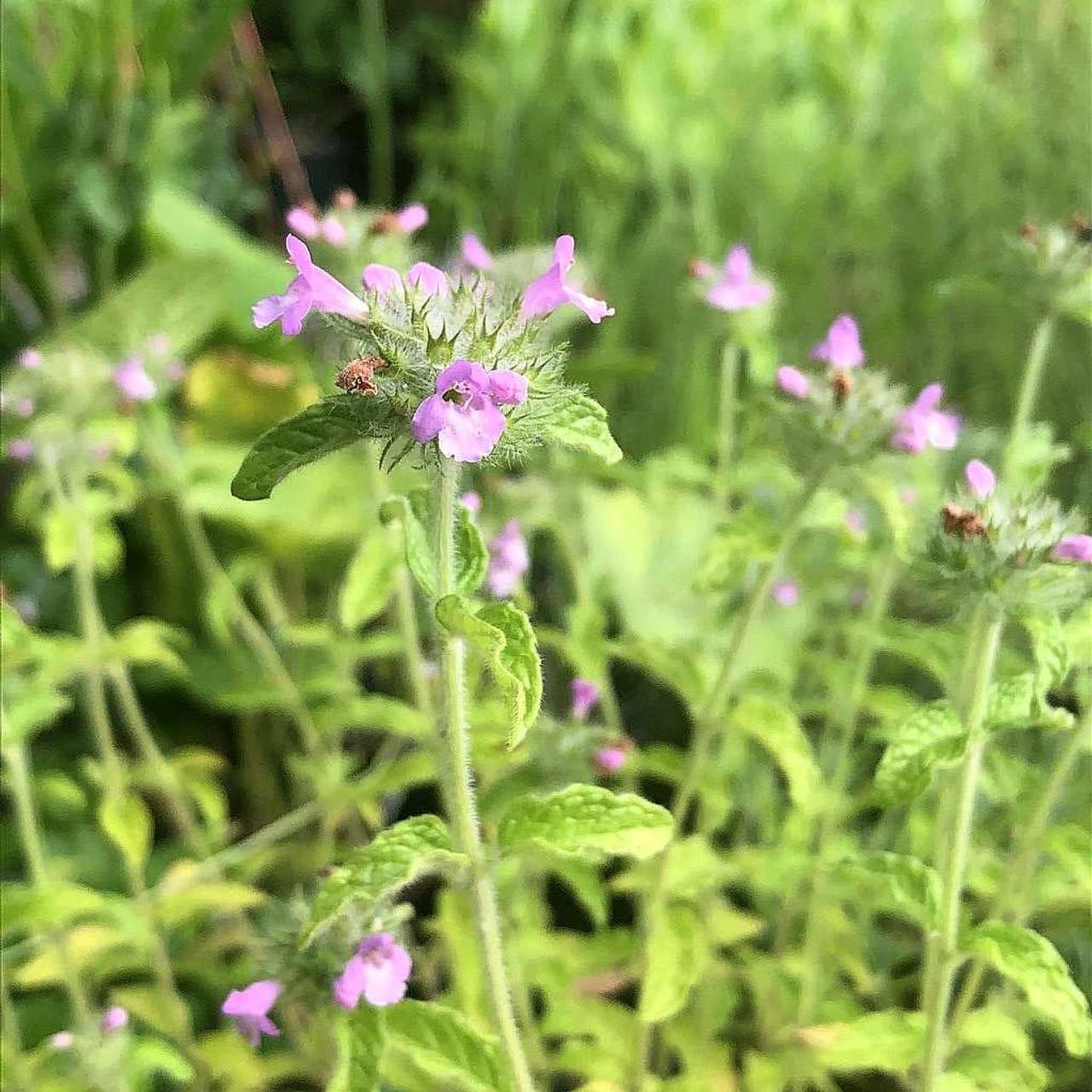 تعرف على نبتة ضيمران: خصائص ومعلومات هامة