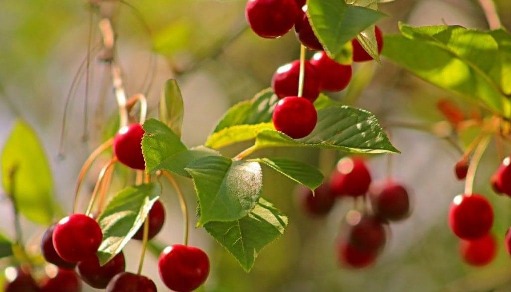 كل ما تحتاج معرفته عن موعد إثمار شجرة الكرز والعوامل المؤثرة