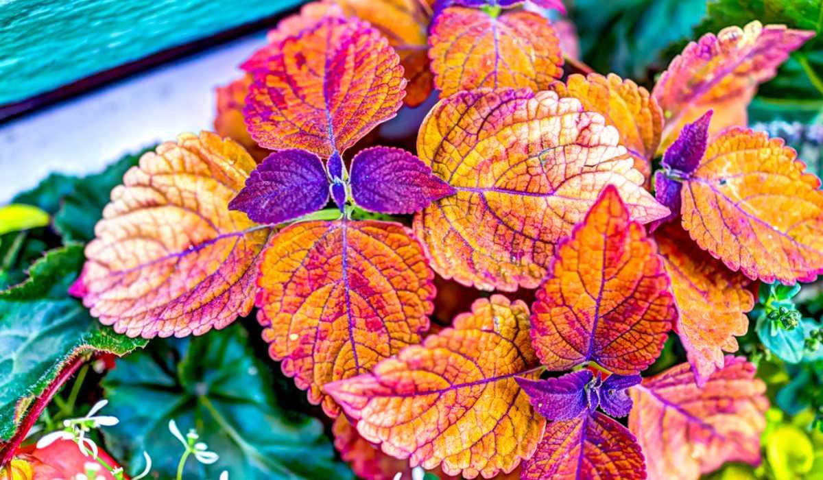 النباتات غير الخضراء: تعريفها وأهم الحقائق عنها