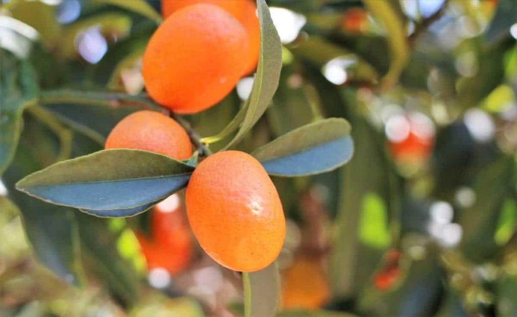 متى تنتج شجرة الكمكوات ثمارها؟ دليل المبتدئين