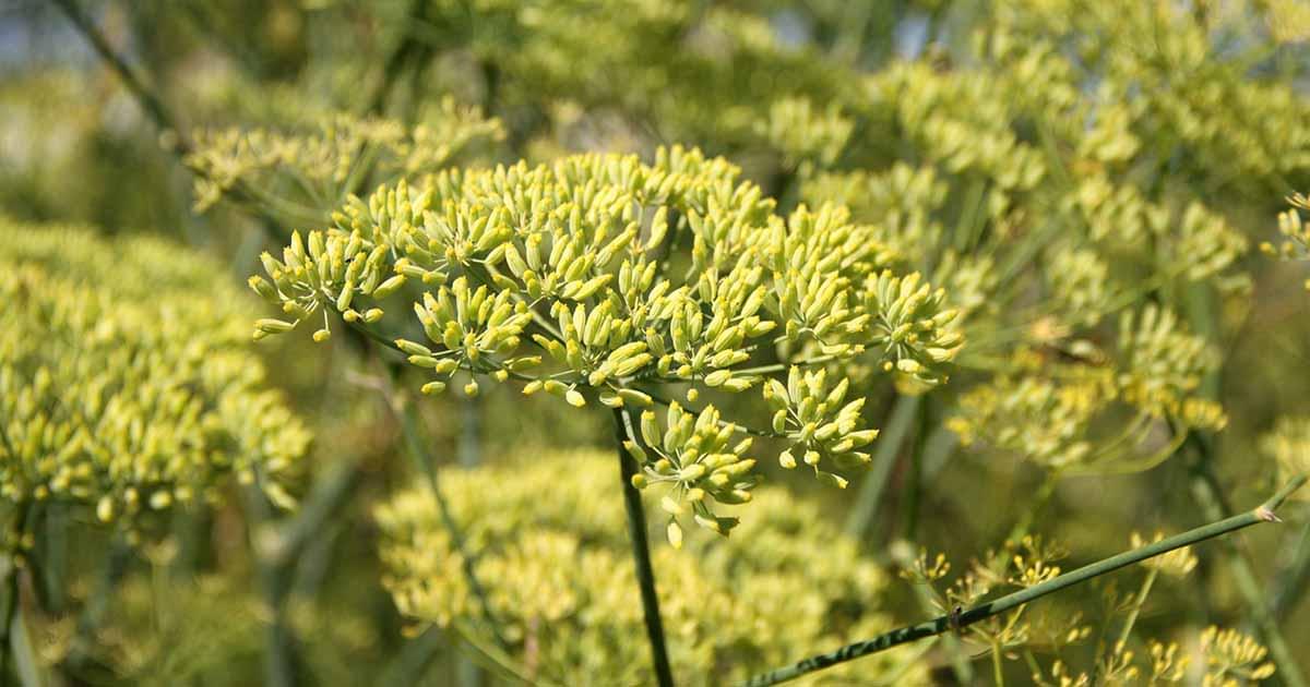 مواعيد زراعة اليانسون: كل ما تحتاج معرفته لضمان نجاح الزراعة