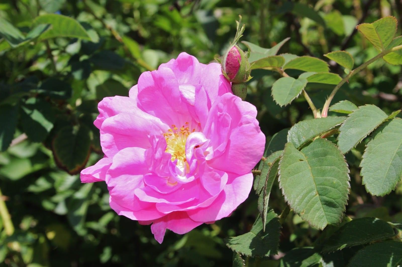 ما الذي يسبب احتراق أوراق الورد الجوري؟ نصائح للعلاج