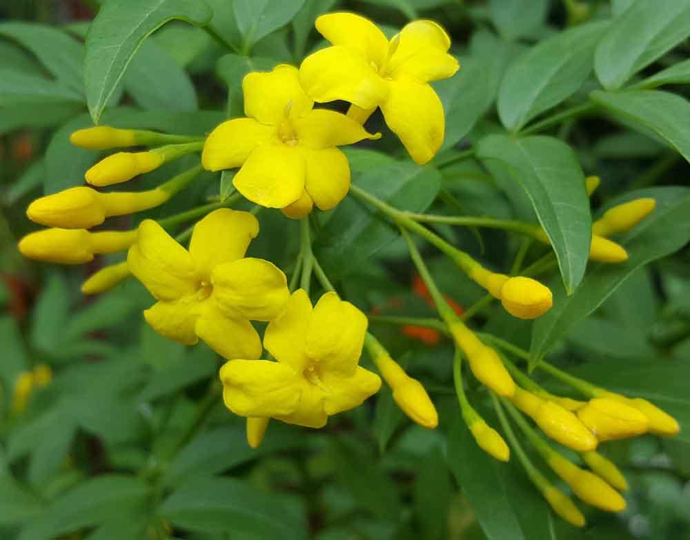 كل ما تحتاج معرفته عن الياسمين الإيطالي المميز