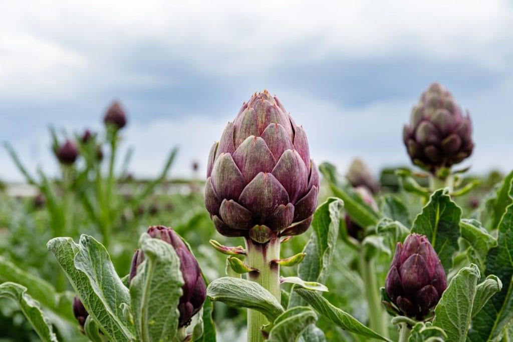 كل ما تحتاج معرفته عن أنواع الخرشوف الشوكي: دليل شامل