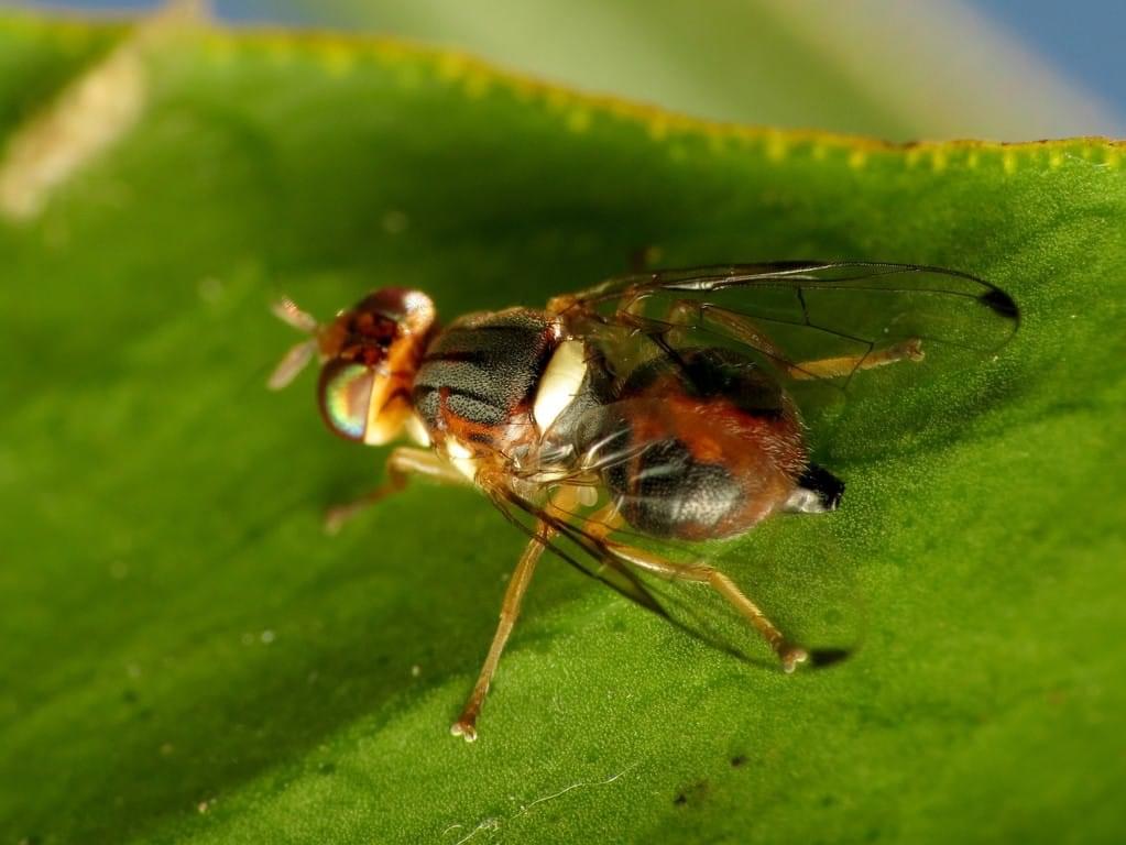 ذبابة ثمار الزيتون: ما الذي يجذبها إلى محصولك؟