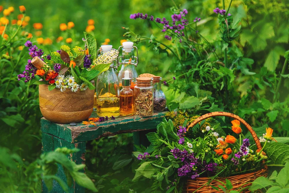 أسماء أشهر النباتات العطرية والطبية: كنز من الطبيعة