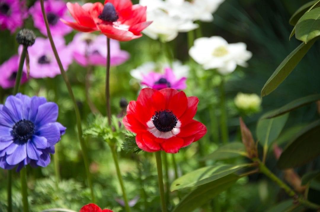 دليلك للتعرف على زهرة الحنون: حقائق ومعلومات فريدة