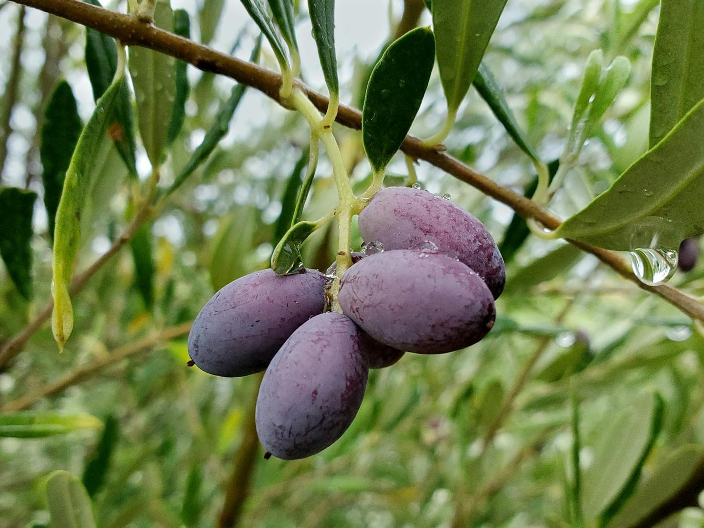 أفضل أنواع أشجار الزيتون لإنتاج الزيت: دليل المزارعين