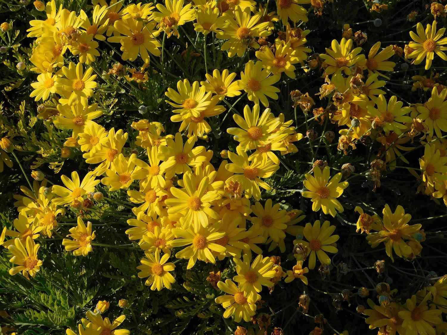 تعرف على زهرة الأقحوان الأصفر: دليلك الشامل