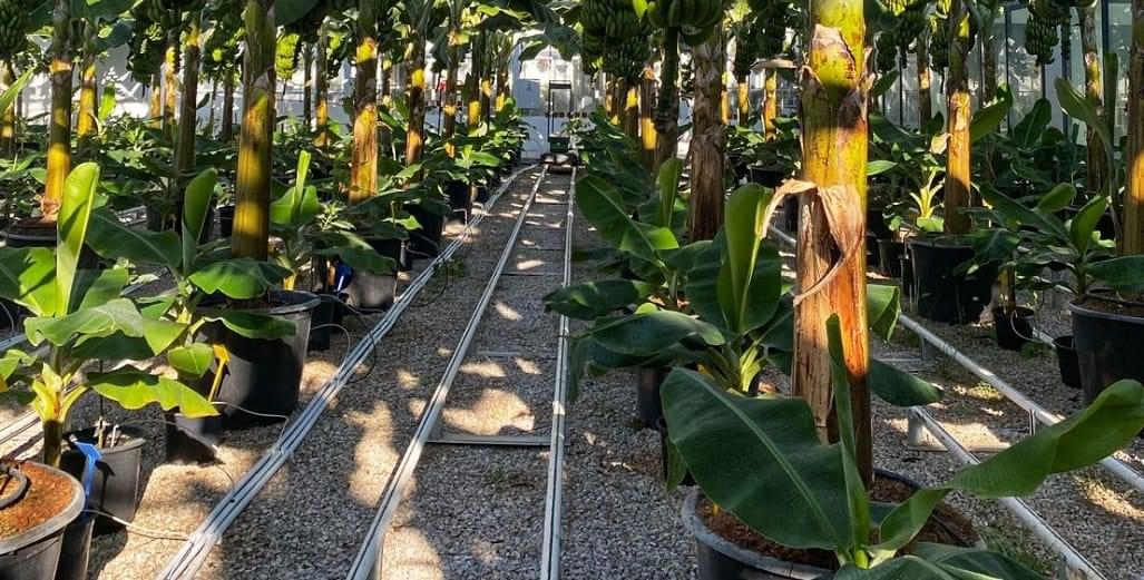 زراعة الموز في البيوت المحمية: كل ما تحتاج معرفته