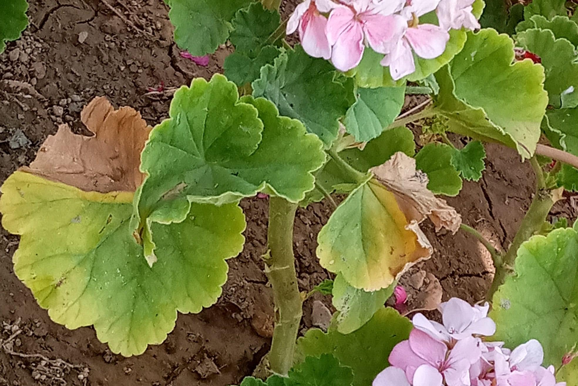 ما هي أسباب ذبول نبات العطر؟ دليل شامل للتشخيص والعلاج