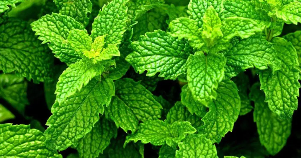 كل ما تريد معرفته عن النعناع: من الفوائد إلى التحذيرات