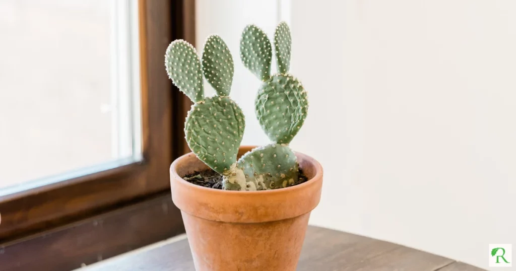 كيفية زراعة التين الشوكي في أصيص: دليل عملي للمبتدئين