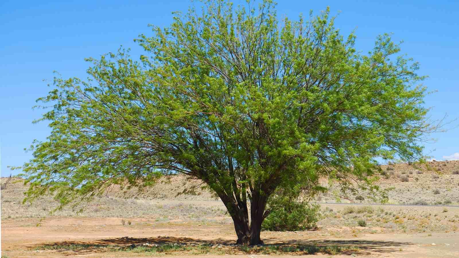 كل ما تريد معرفته عن شجرة البرسوبس (المسكيت)