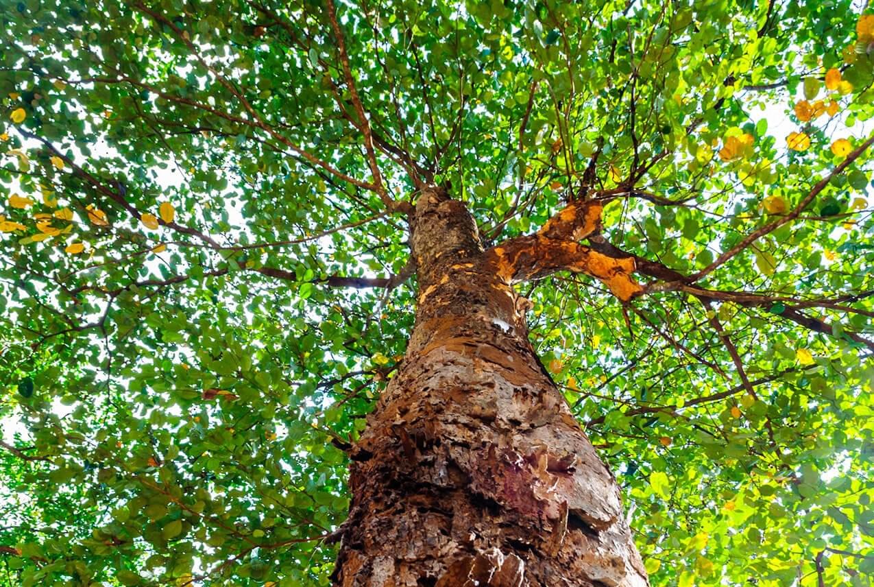 تعرف على عشبة الهليلج (الشعير الهندي) : معلومات شاملة