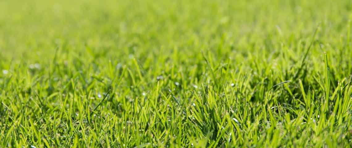 كل ما تحتاج معرفته عن النباتات في المناطق العشبية