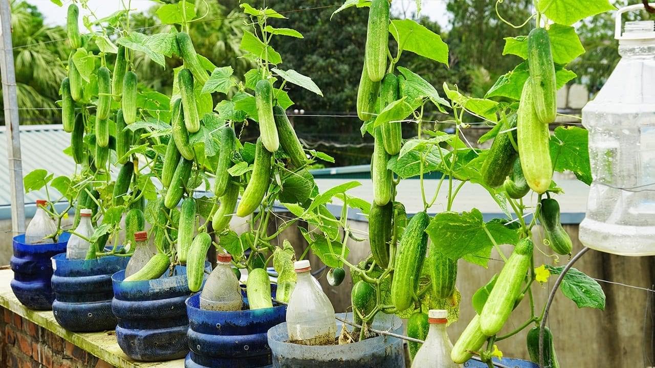 هل زراعة الخيار بدون تربة ممكنة؟ إليك الإجابة