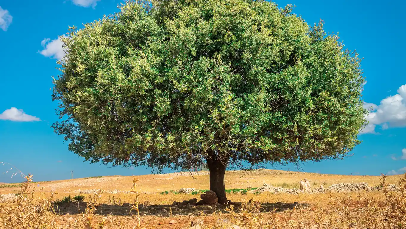 كيف نحافظ على شجرة الأركان؟ إليك أهم النصائح