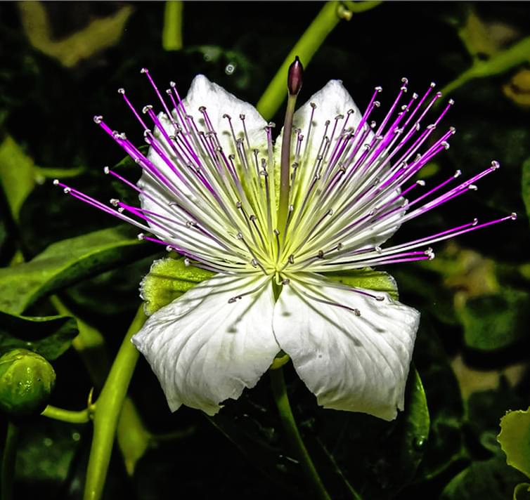 تعلم زراعة نبات الشفلح بالعقل