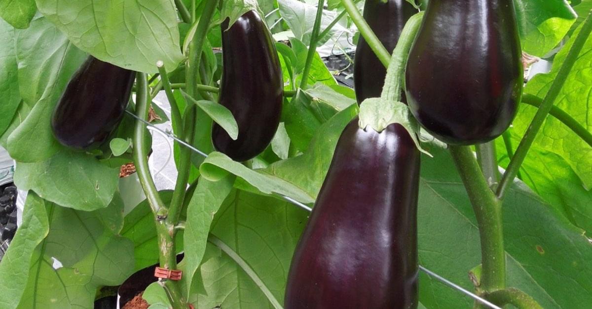 زراعة الباذنجان في السعودية: الدليل الكامل