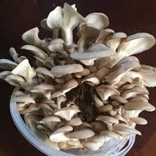 طرق زراعة الفطر بدون تبن